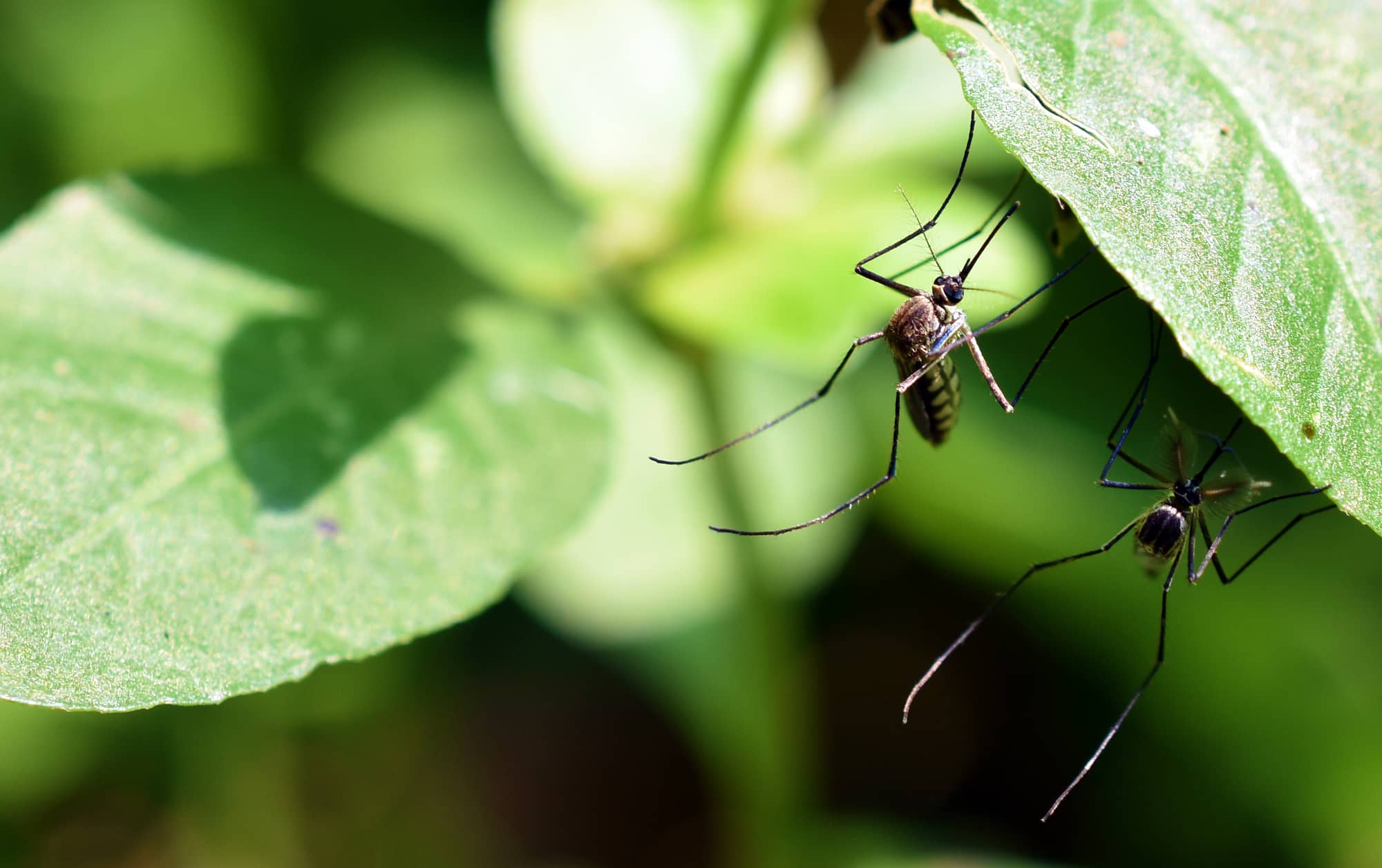 Female and male mosquitoes side by side natural on the leafs stock photo