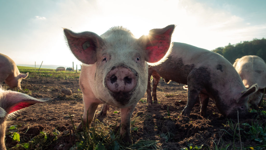 Pig in a field by Pascal Debrunner on Unsplash.